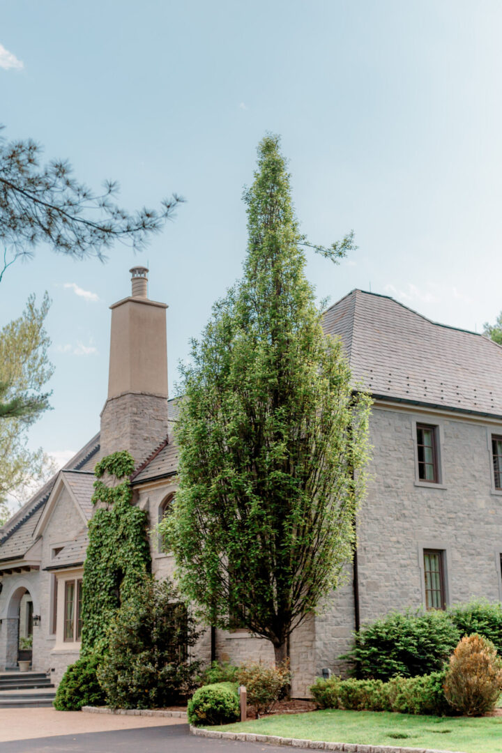 Tall evergreen tree in front of a stone house with chimney.